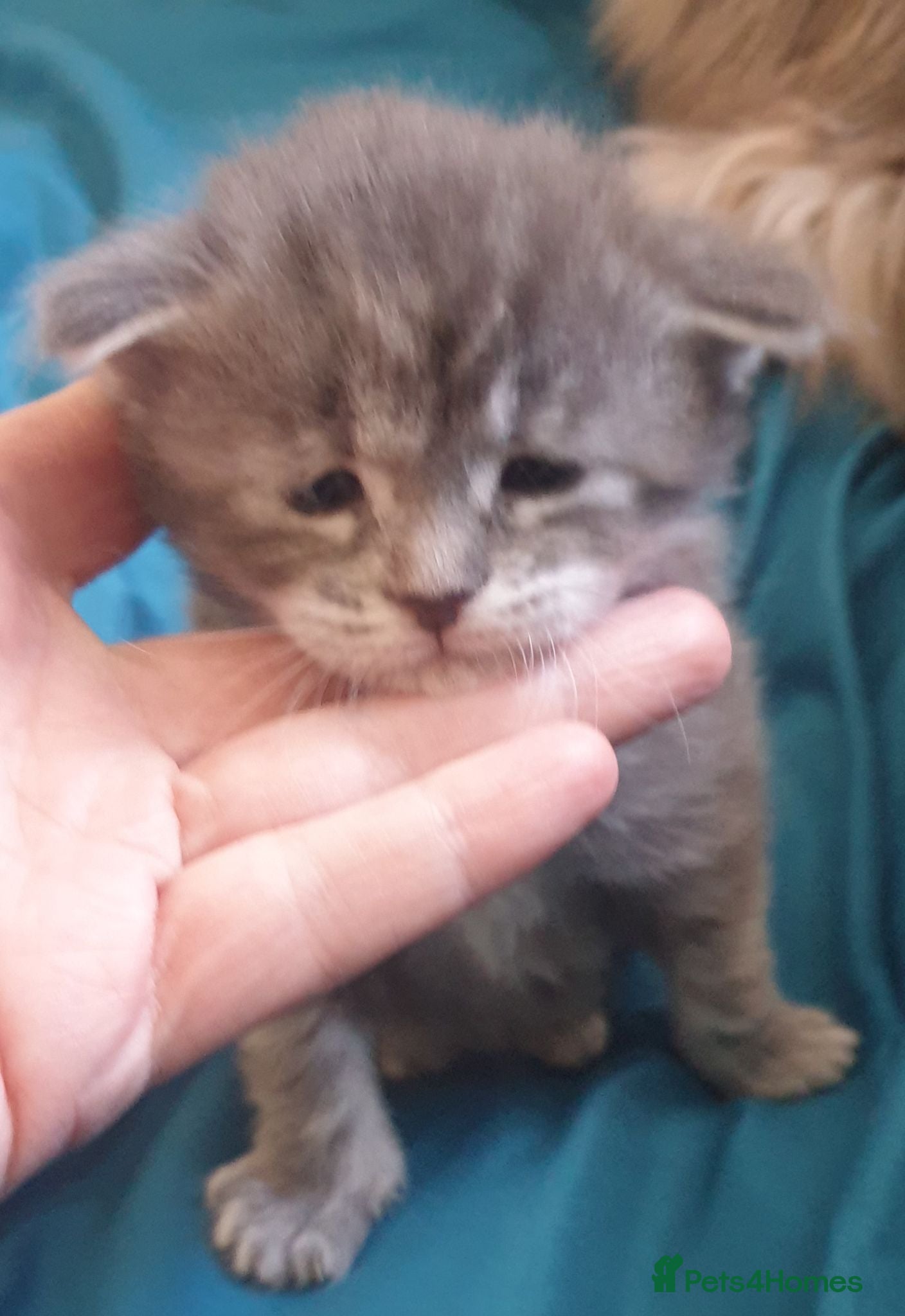 Maine Coon cats Tica registered Maine Coons 1 girl remaining - Advert 18