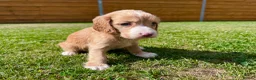 Cockapoo dogs for sale: Beautiful F1 Cockapoo Babies 🐾🐾🐾 - Advert 14