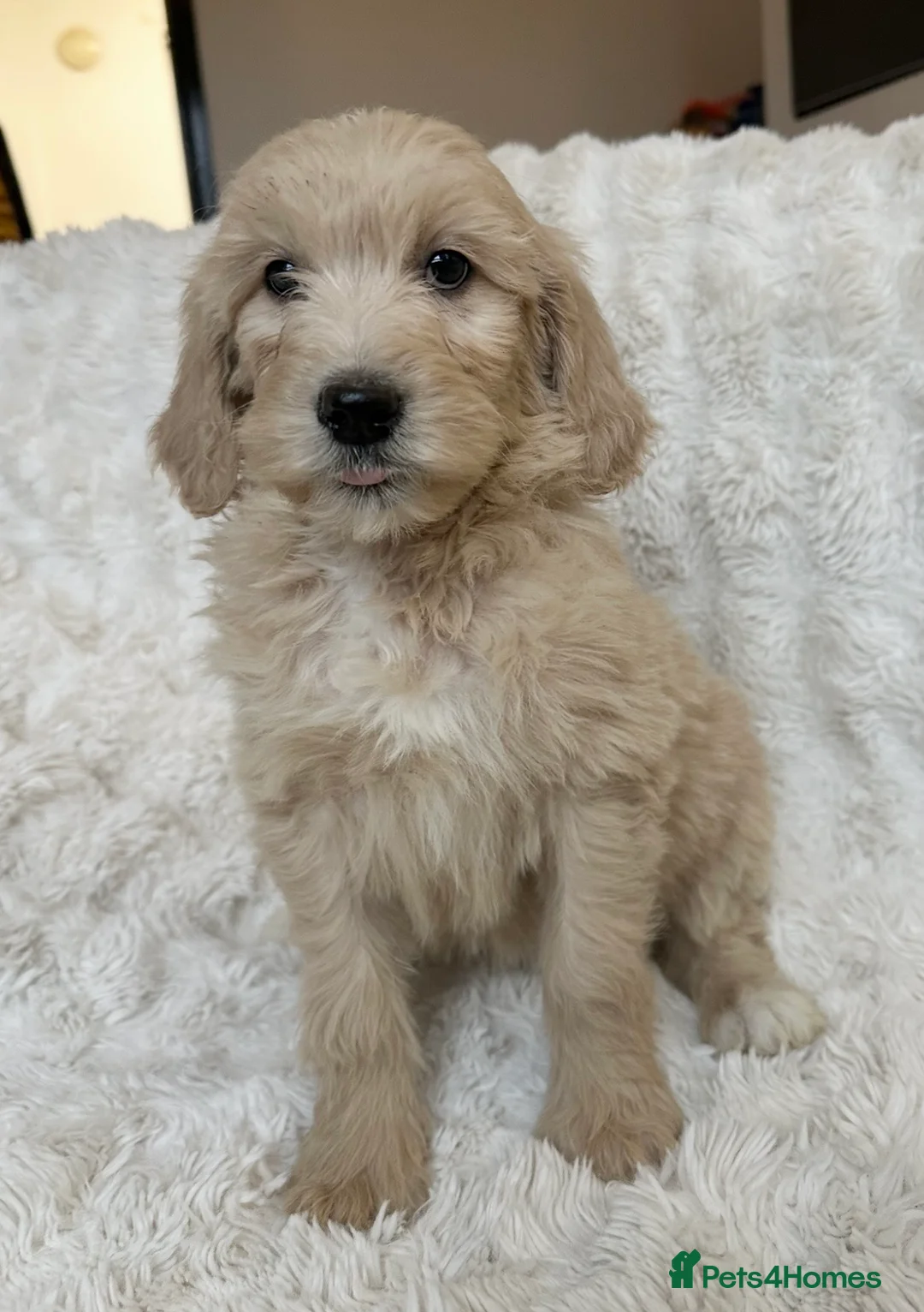Goldendoodle dogs for sale: Big chunky doodles looking for homes  - Advert 20
