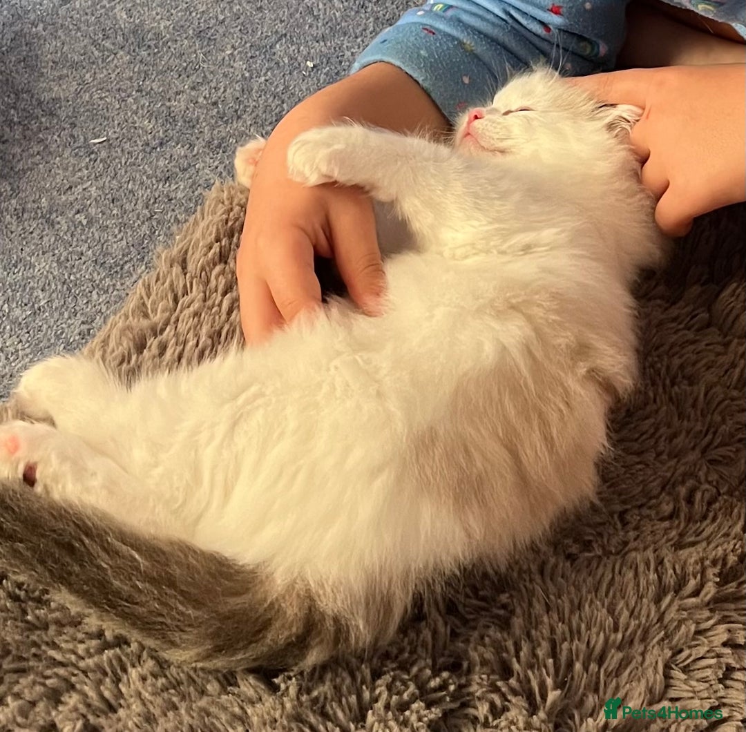 Ragdoll cats for sale: 🐾 Family reared GCCF reg ragdoll Kitten🐾 - Advert 12