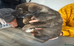 Mixed Breed dogs for sale: Husky x Staffy puppy’s ready now!  - Image 5