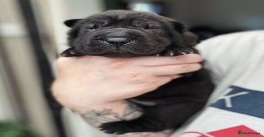 Shar Pei dogs - Advert 10