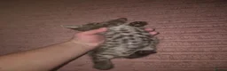 Savannah cats for sale: F3 savannah kittens - Advert 21