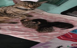 Bengal cats for sale: Black Bengal Kittens - Image 2