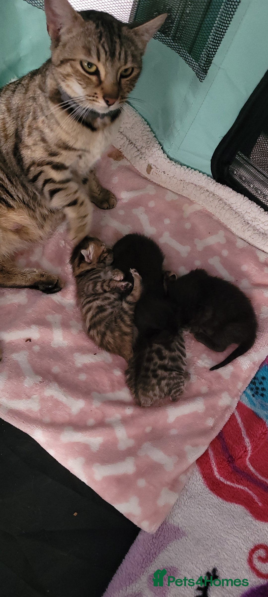 Bengal cats for sale: Black Bengal Kittens - Image 2