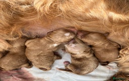 Cockapoo dogs for sale: Cockapoo puppies  - Image 5