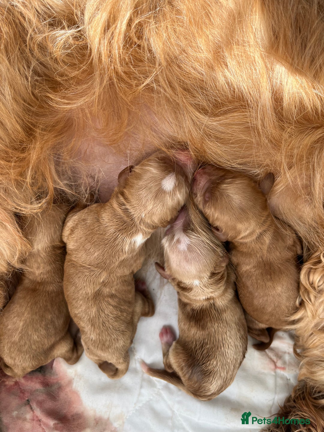 Cockapoo dogs for sale: Cockapoo puppies  - Image 5