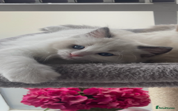 Ragdoll cats for sale: Available Now! GCCFReg   - Image 3