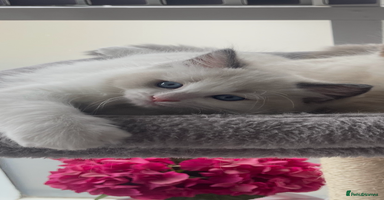 Ragdoll cats - Advert 8