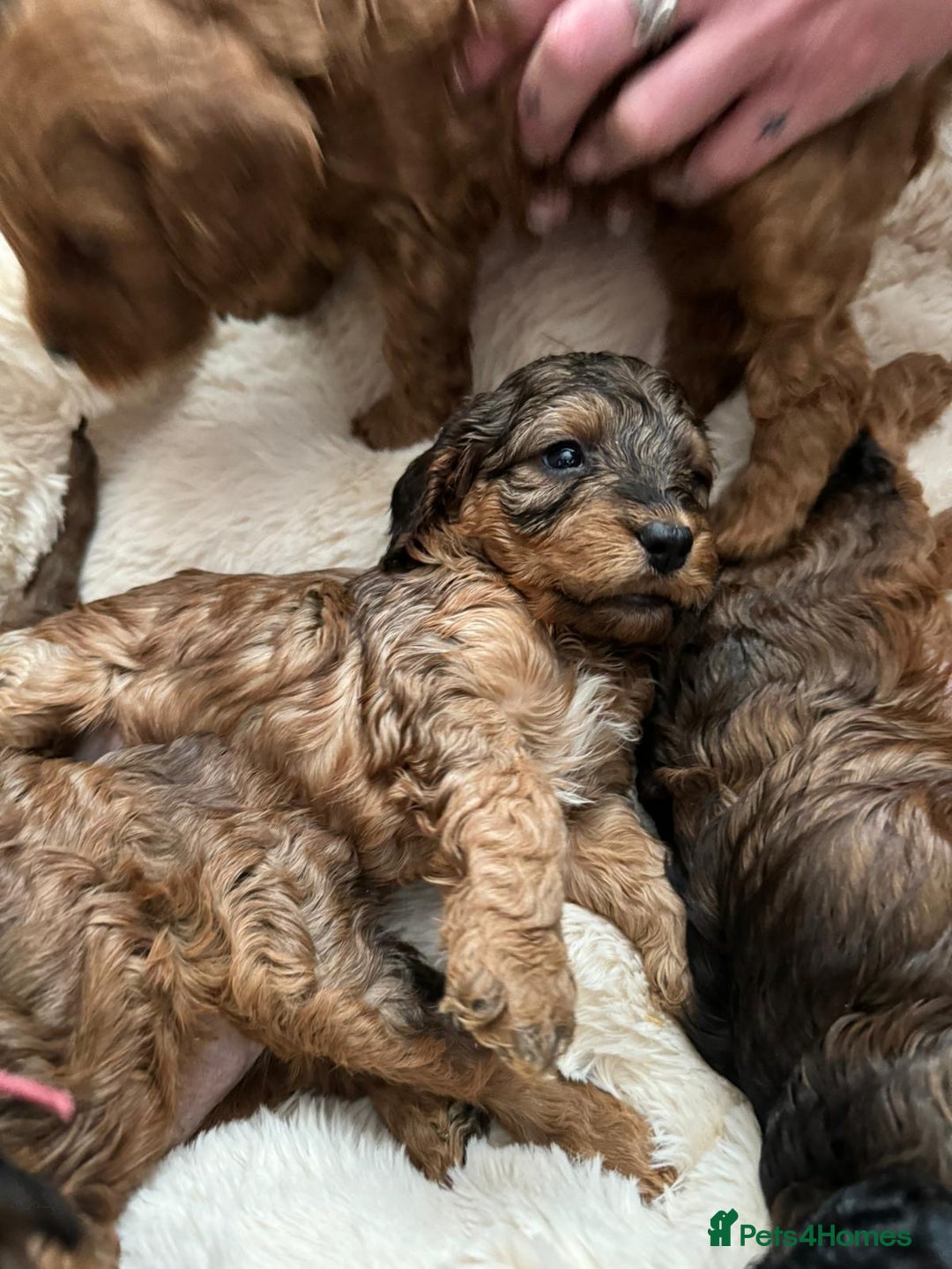 Cockapoo dogs for sale: Stunning F1 Cockerpoo Puppies  - Advert 16