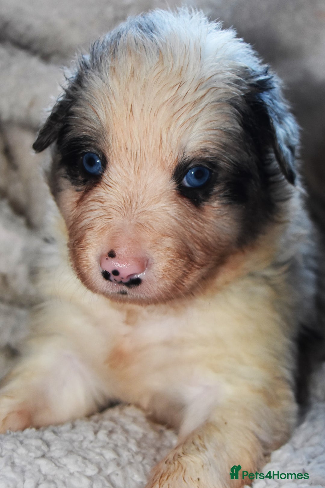 Border Collie dogs for sale: chunky collie pups - Advert 3