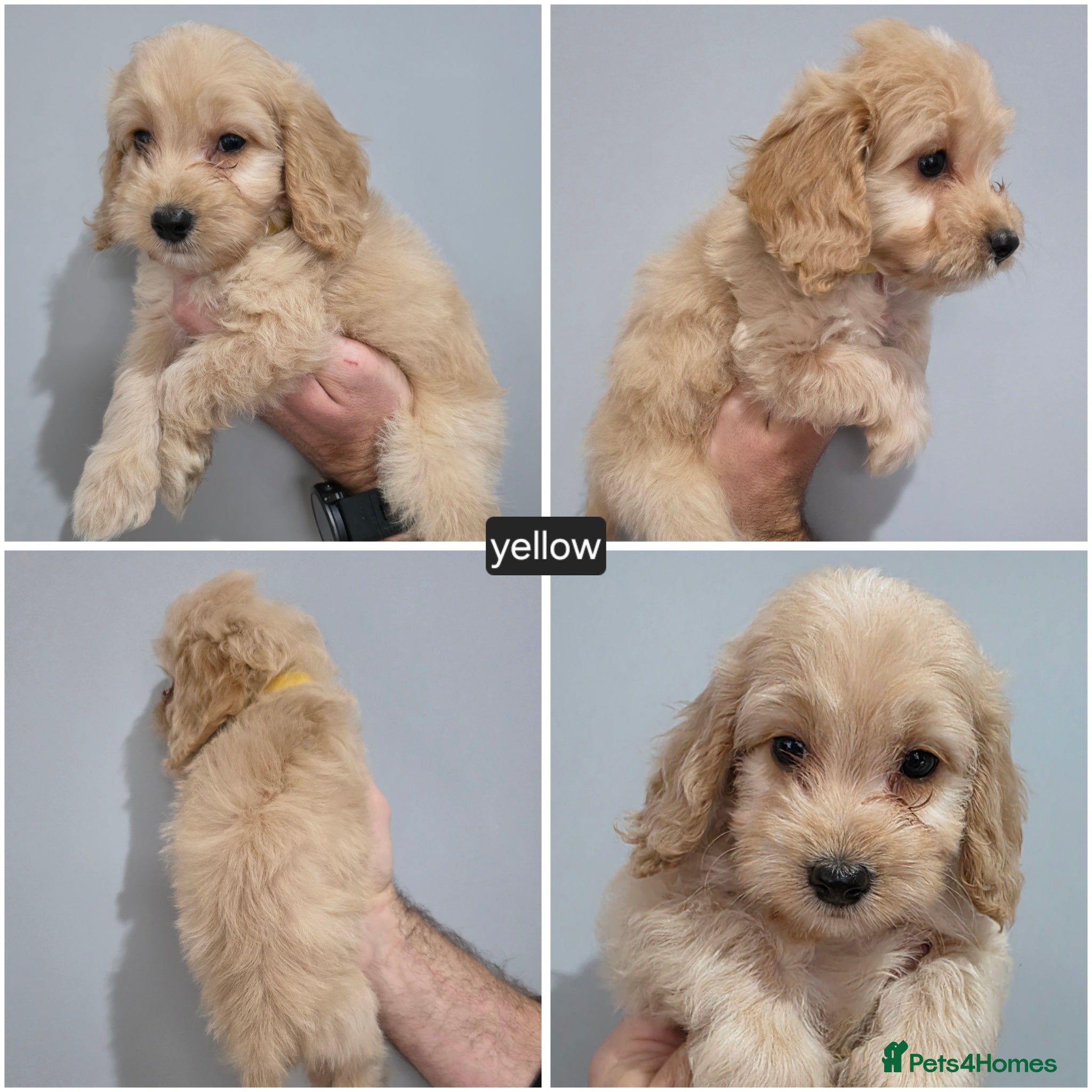 Cockapoo dogs 4 BOYS. DNA Health Tested. Golden Cockapoos  - Advert 2