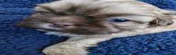 Shih Tzu dogs for sale: KC REG PEDIGREE SHIH TZU PUPPIES - Advert 9