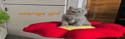 British Shorthair cats for sale: British Shorthair kitten - Advert 9