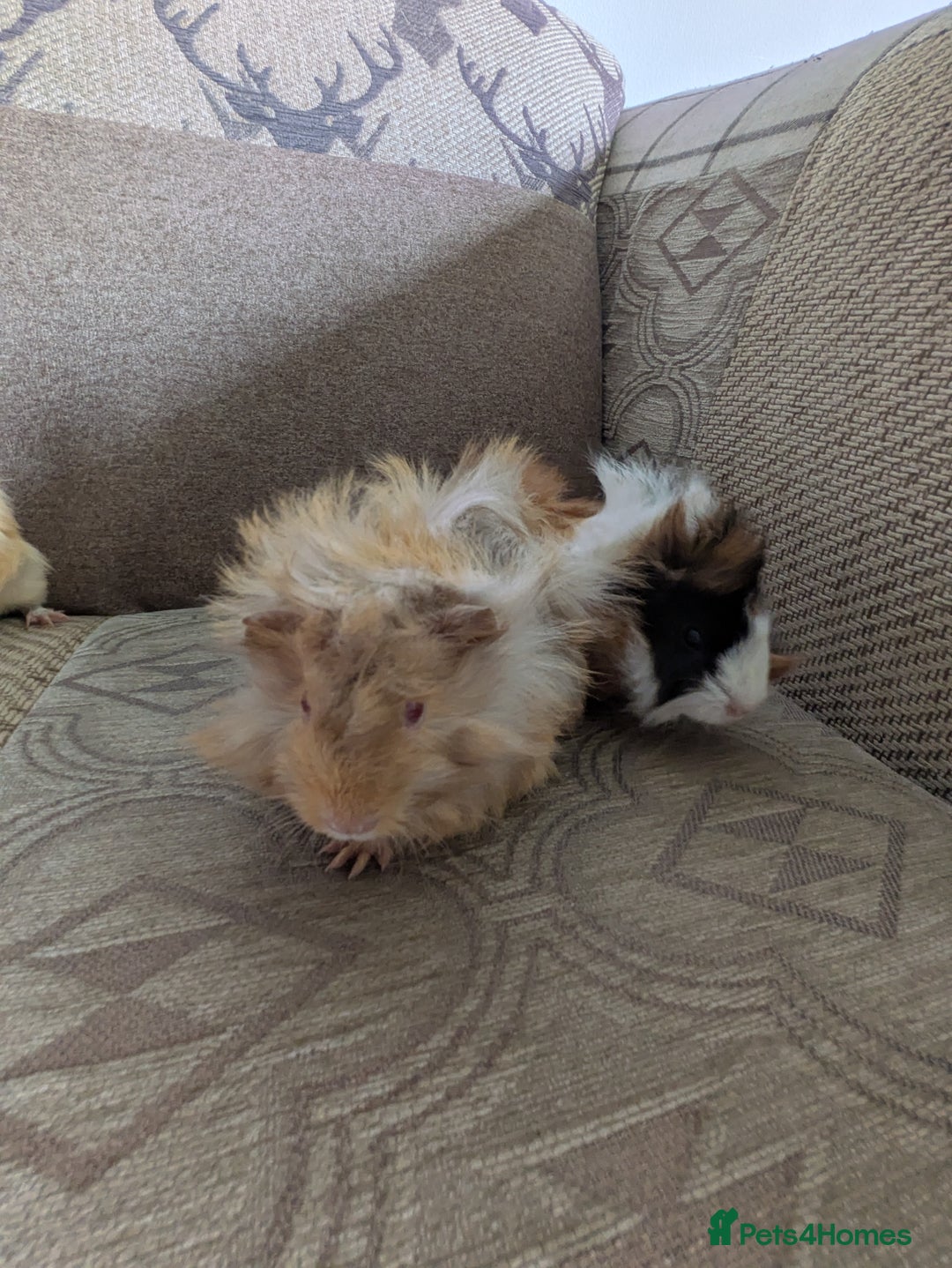 Guinea Pig rodents for sale: Guinea pig babies for sale  - Image 11