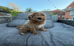 Miniature Poodle dogs for sale: Miniature poodle puppies ready now  - Image 5