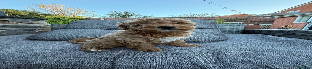 Miniature Poodle Puppy 4