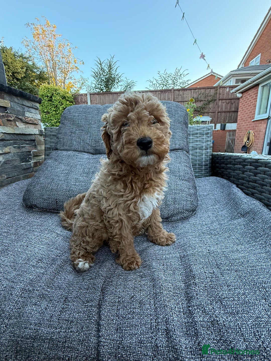 Miniature Poodle dogs for sale: Miniature poodle puppies ready now  - Image 5