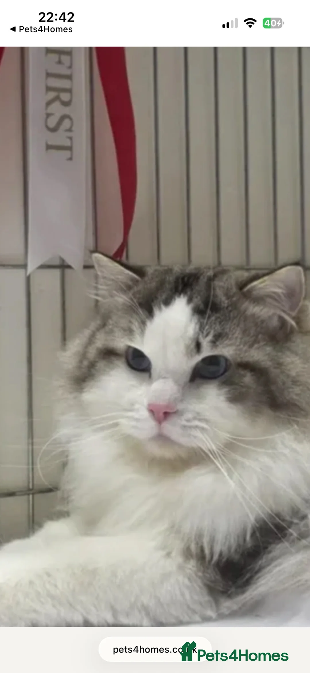 Ragdoll cats for sale: Stunning Tica Registered Ragdolls  - Advert 11