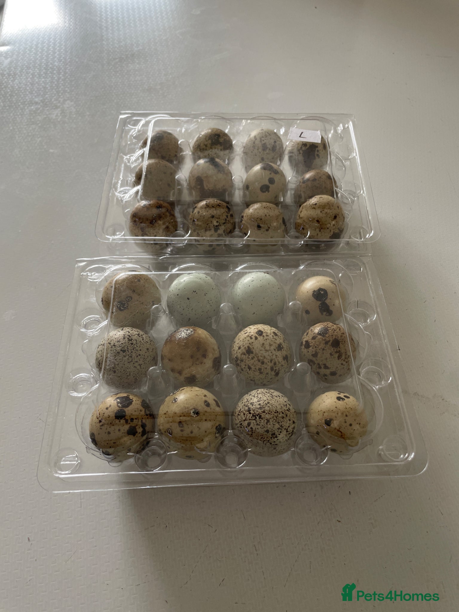 Quail poultry Quail Eggs - Advert 2