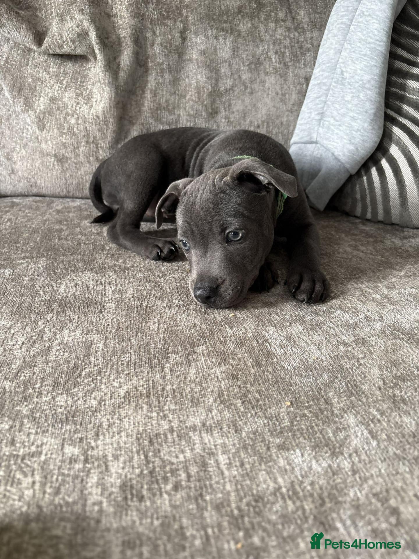 Staffordshire Bull Terrier dogs Blue Staffy Puppies - Advert 1