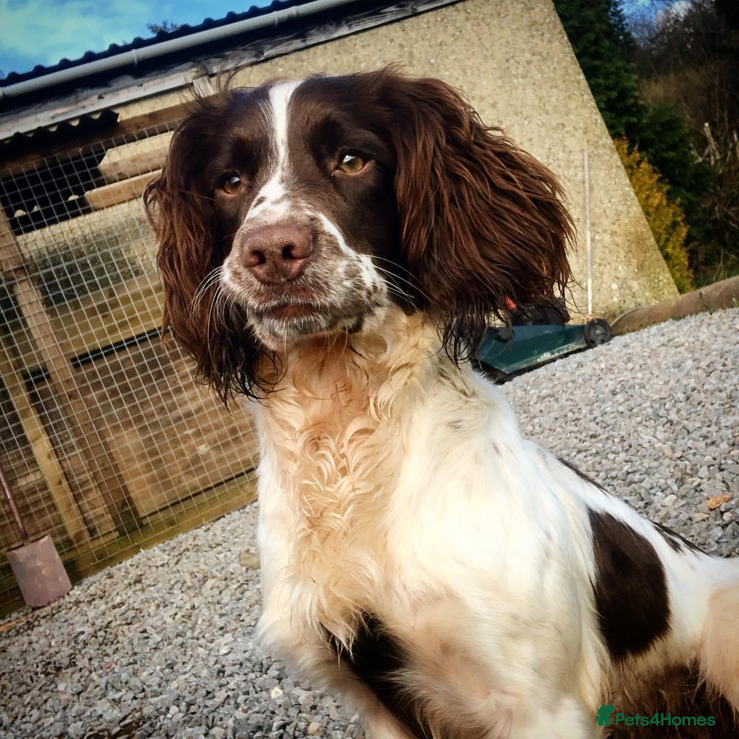 English Springer Spaniel dogs Working springer spaniels  - Advert 2