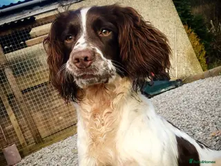 English Springer Spaniel dogs Working springer spaniels - Advert 6