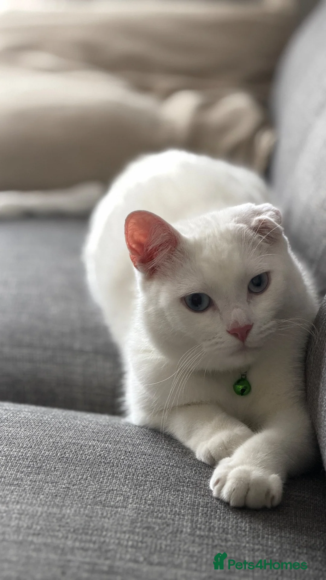 Turkish Angora cats for sale: Snowy – Loving 1-Year-Old Turkish Angora Male - Advert 2