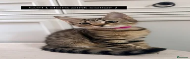 Domestic Shorthair 6