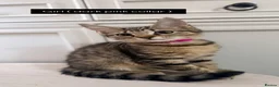 Domestic Shorthair cats for sale: 6 adorable kittens for sale - ready now  - Advert 4