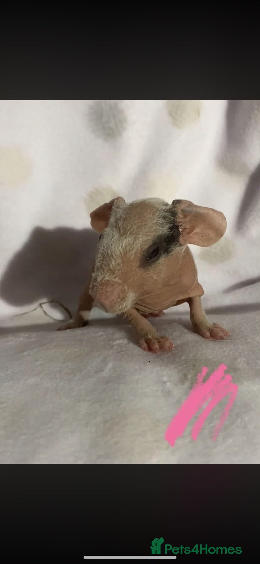 Guinea Pig rodents Beautiful baby skinny pig  - Advert 19