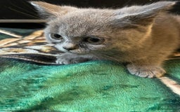 Scottish Fold cats for sale: Scottish fold kittens - Image 7