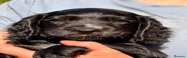 Penbok Cobra