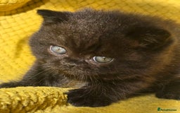 British Shorthair cats for sale: ONE GIRL LEFT GCCF reg BSH kittens - Image 6