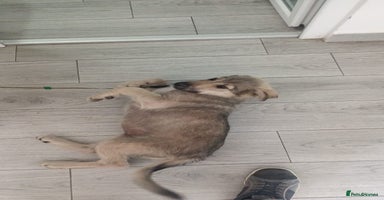 Mixed Breed dogs - Advert 7
