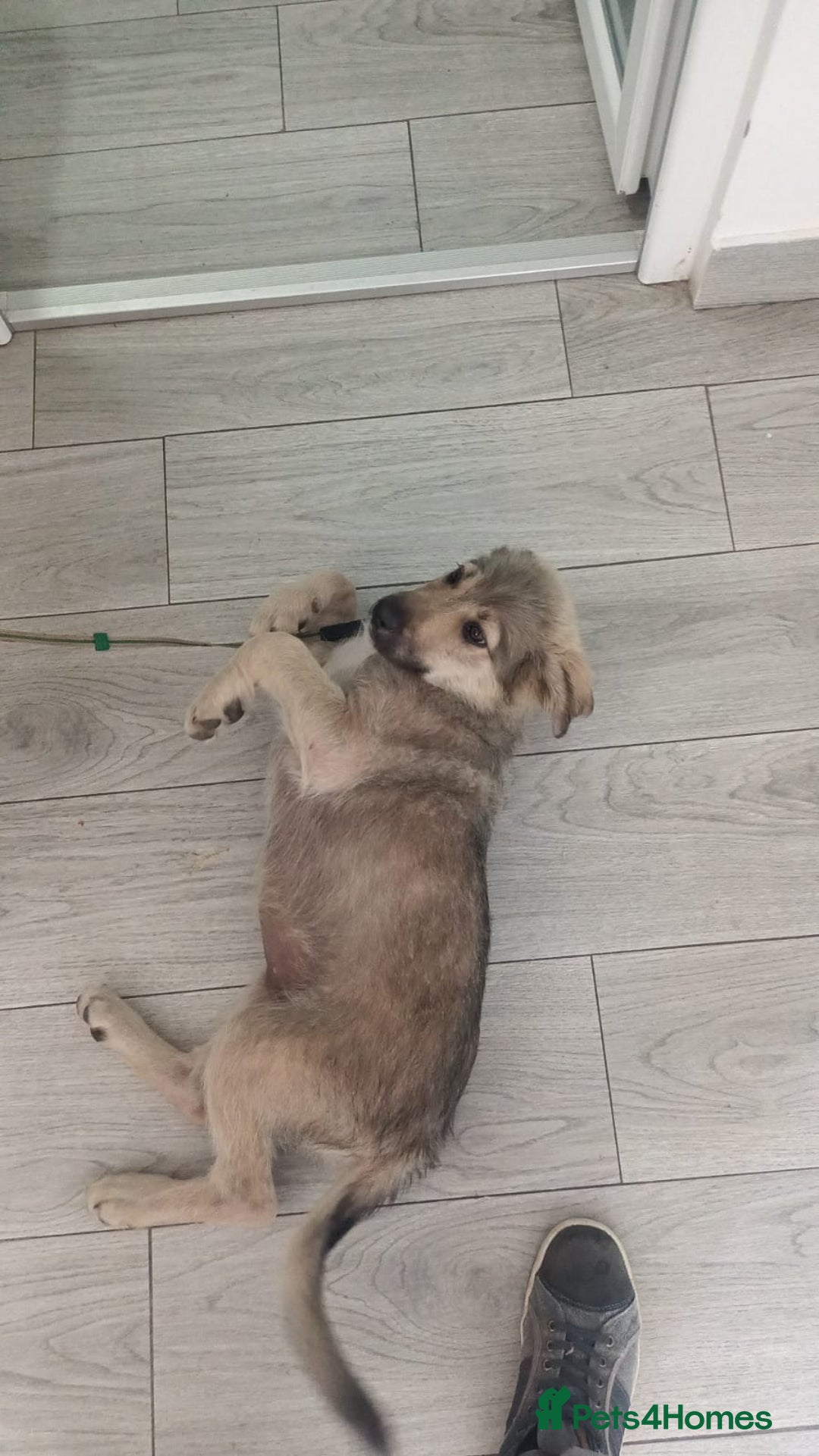 Mixed Breed dogs for adoption: SISSY, a Beautiful Young Girl - for a Loving Home - Image 3