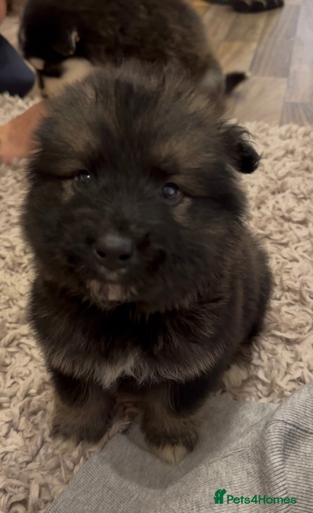 Mixed Breed dogs for sale: Alaskan malamute x German shepherd puppies  - Advert 11