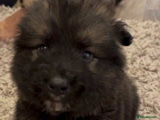 Mixed Breed dogs Alaskan malamute x German shepherd puppies - Advert 2