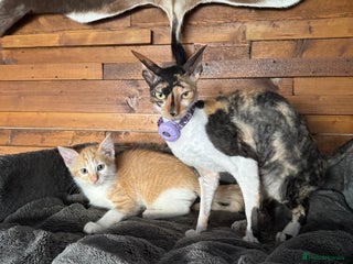 Mixed Breed cats Beautiful girls - Advert 17