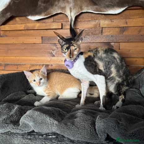 Mixed Breed cats Beautiful girls - Advert 8