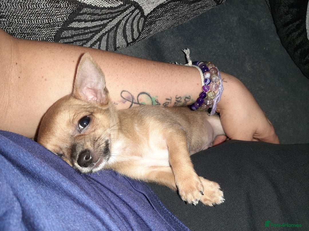 Chihuahua dogs for sale: May have a new home. - Advert 6