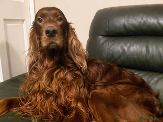 Irish Setter dogs for sale: KC IRISH SETTER DOG 4 YEARS OLD - Advert 1