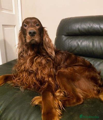 Irish Setter dogs KC IRISH SETTER DOG 4 YEARS OLD - Advert 1