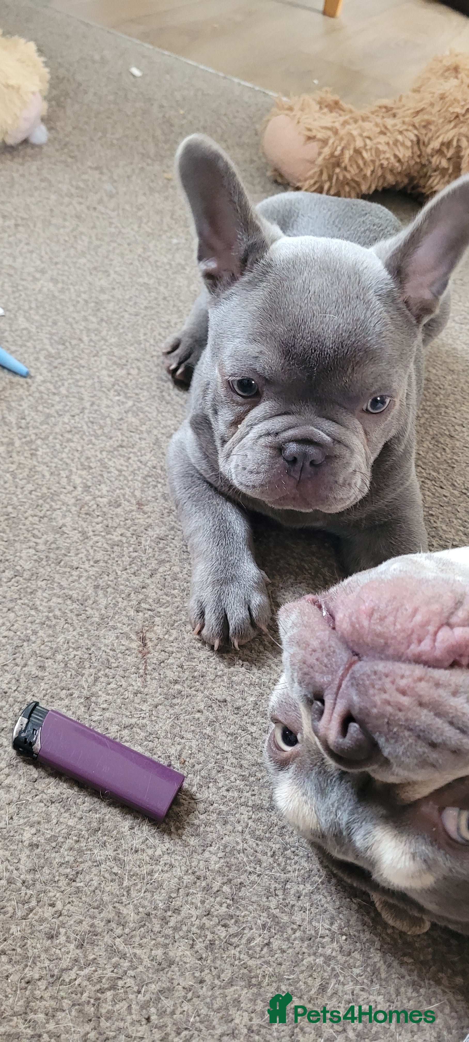 French Bulldog dogs FRENCH BULLDOG PUPPIES (KC REGISTERED) - Advert 15