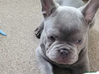 French Bulldog dogs FRENCH BULLDOG PUPPIES (KC REGISTERED) - Advert 15