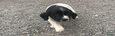 English Springer Spaniel 2