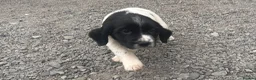 English Springer Spaniel dogs for sale: Working English Springer Spaniel Puppies - Advert 2