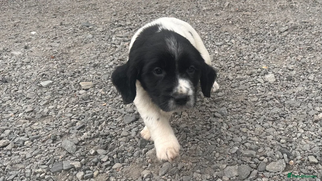 English Springer Spaniel dogs for sale: Working English Springer Spaniel Puppies - Advert 2