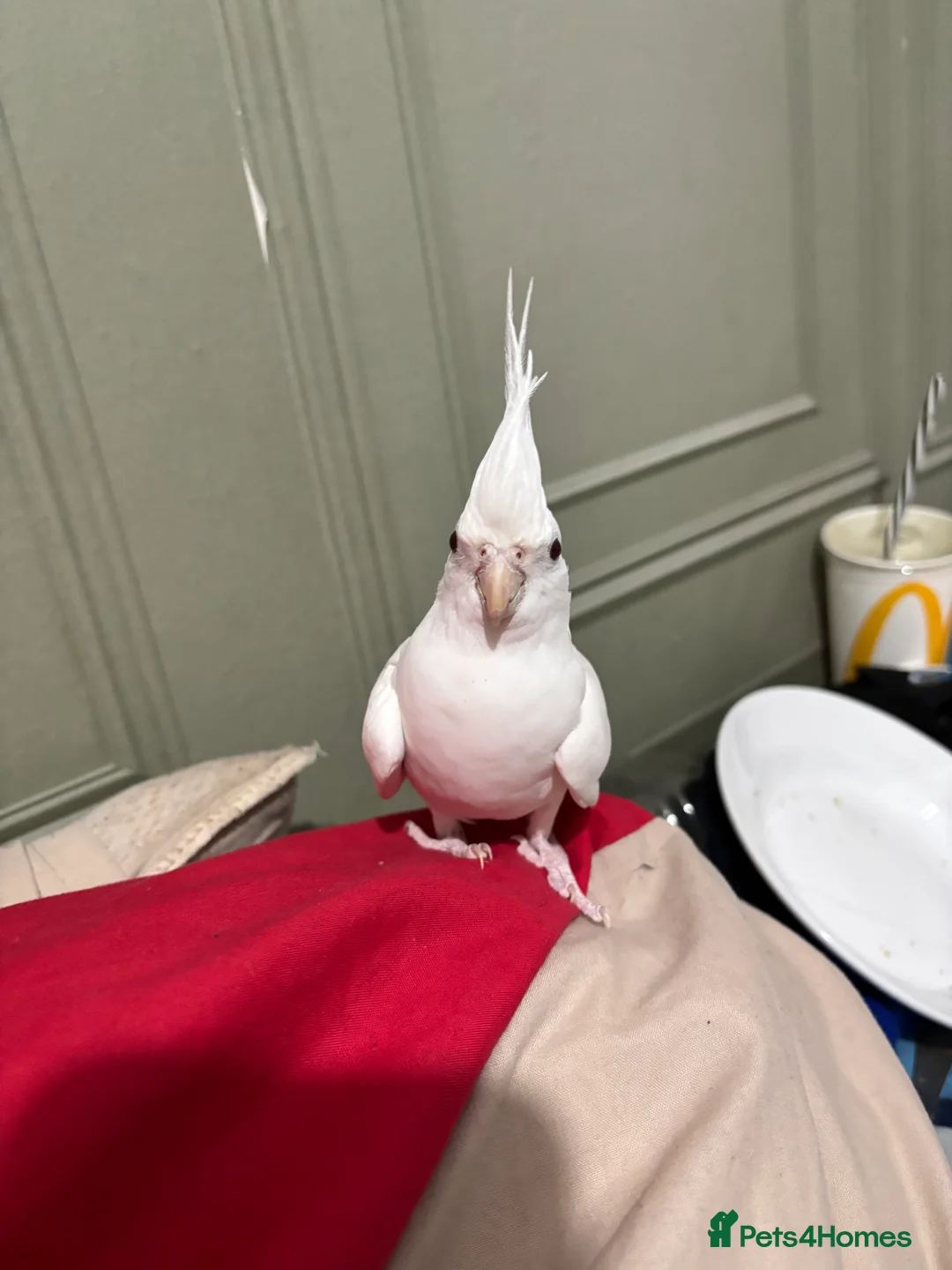 Cockatiels birds for sale: Female bird  - Advert 3