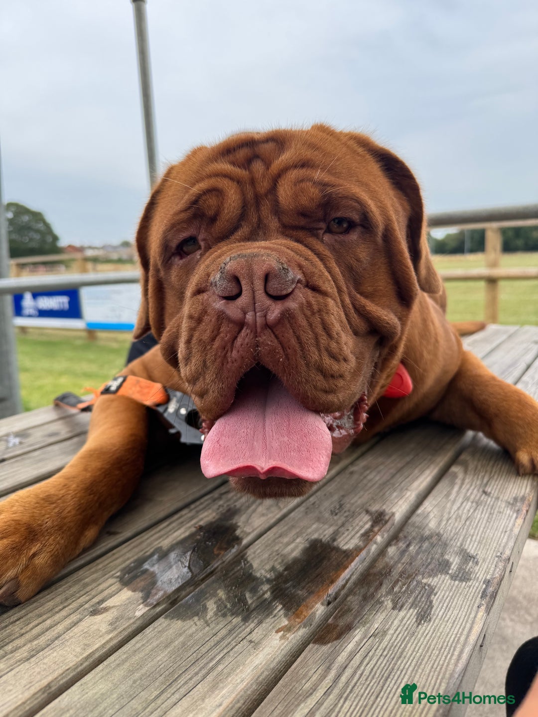 Dogue De Bordeaux dogs for stud: *** Ready to stud *** - Image 2